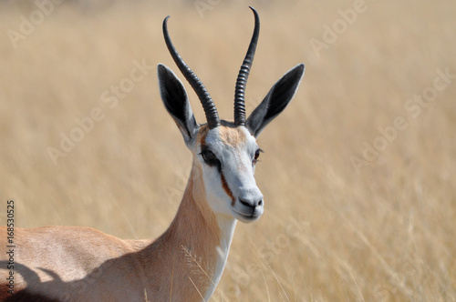 african wildife