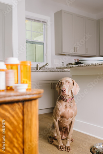 Dog waiting to take prescription medication pills