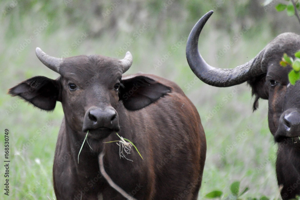 buffalo buffalo