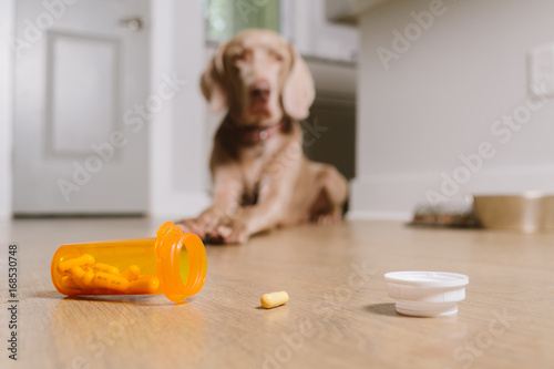 Dog waiting to take prescription medication pills