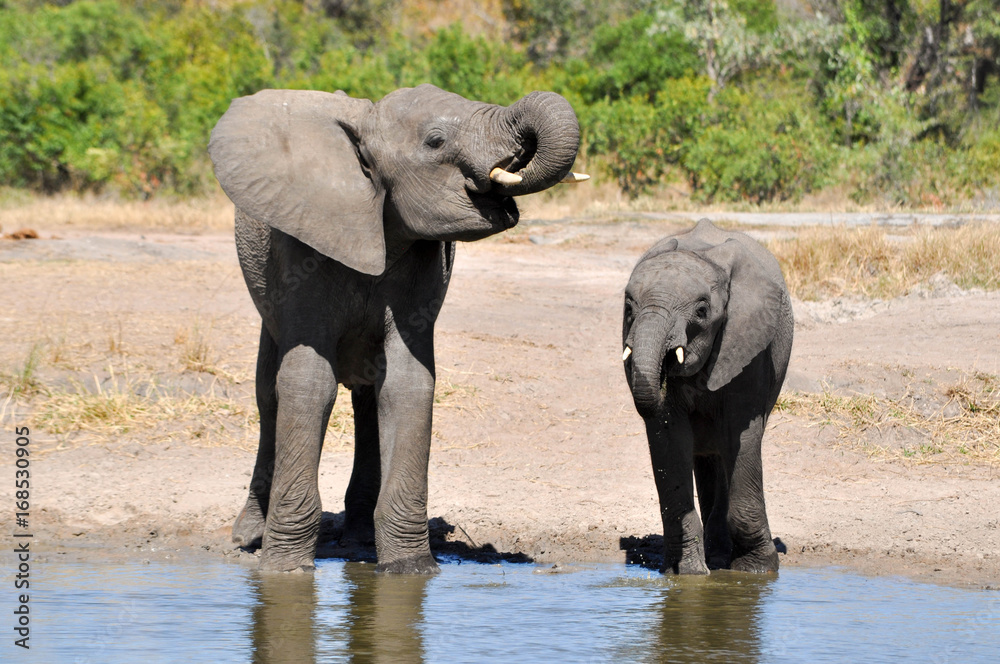 Fototapeta premium elephant