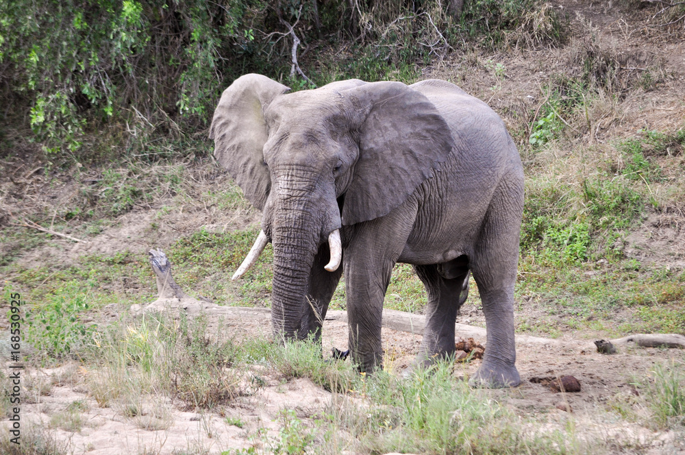 Fototapeta premium elephant