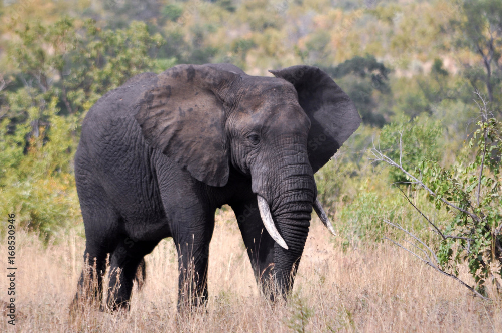 Obraz premium elephant