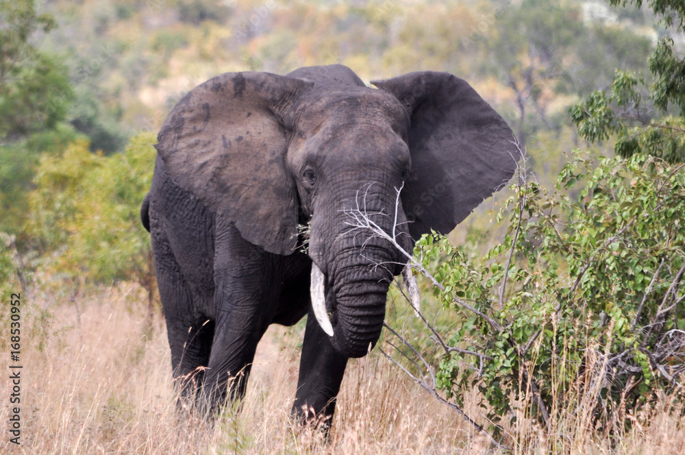 elephant elephant