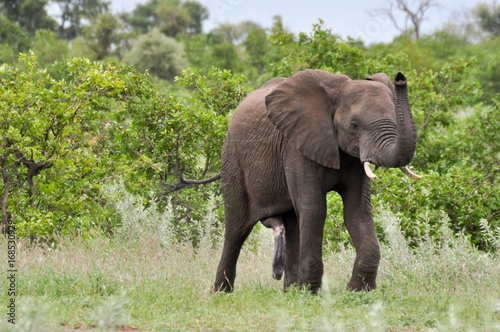 elephant