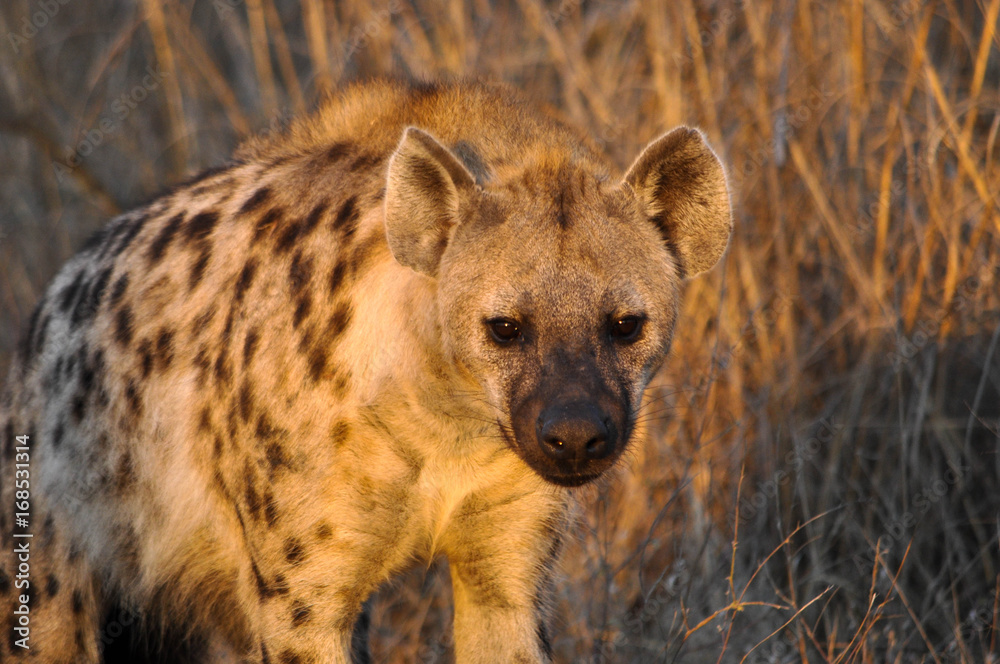spotted hyena