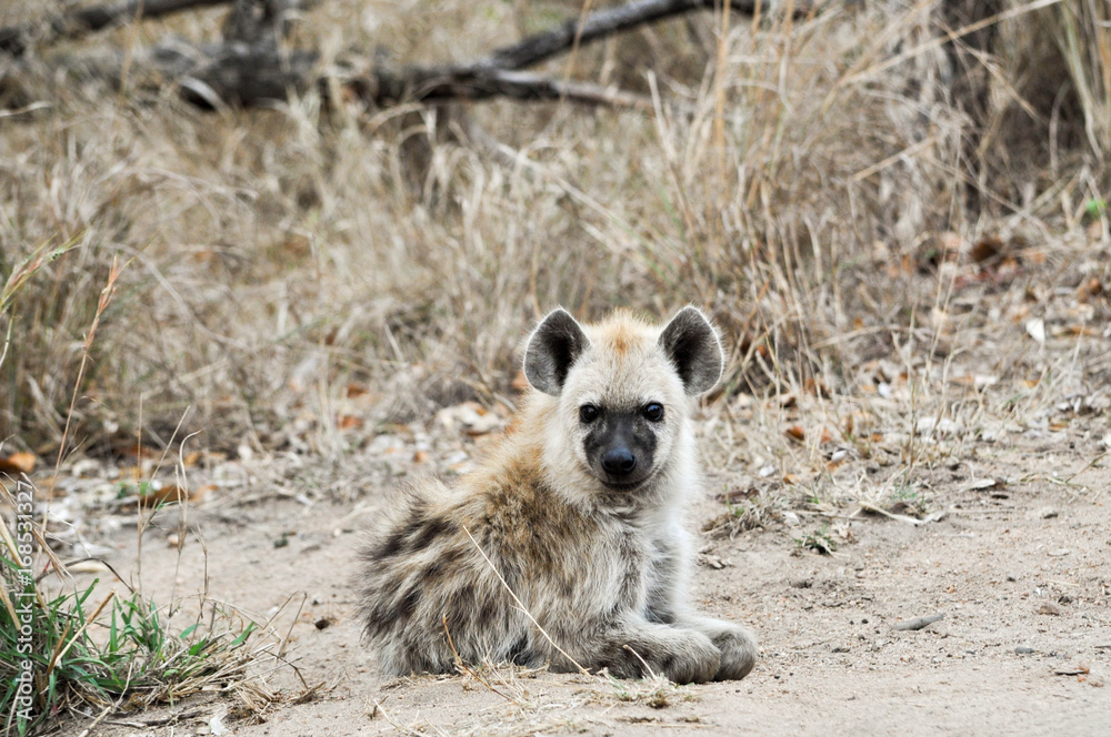 spotted hyena spotted hyena