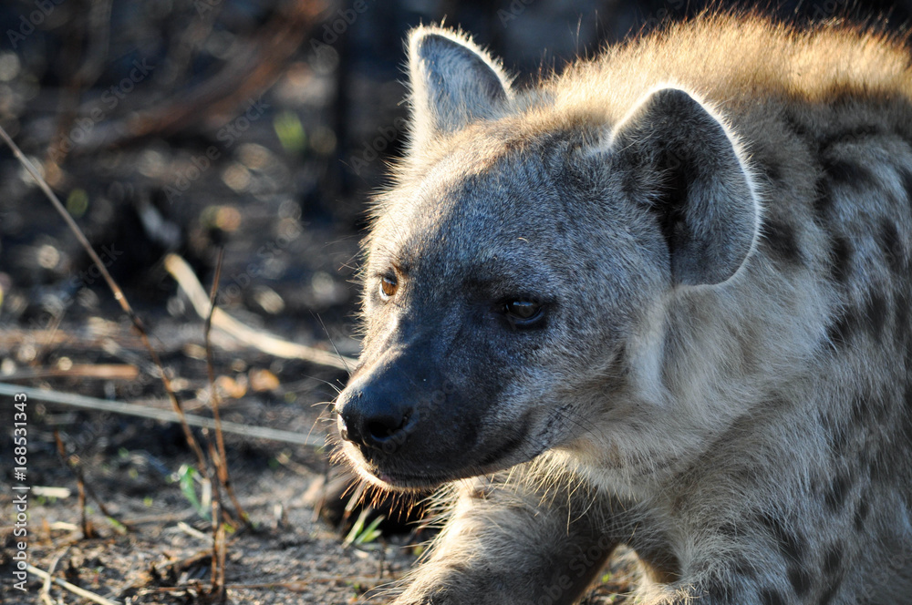 spotted hyena