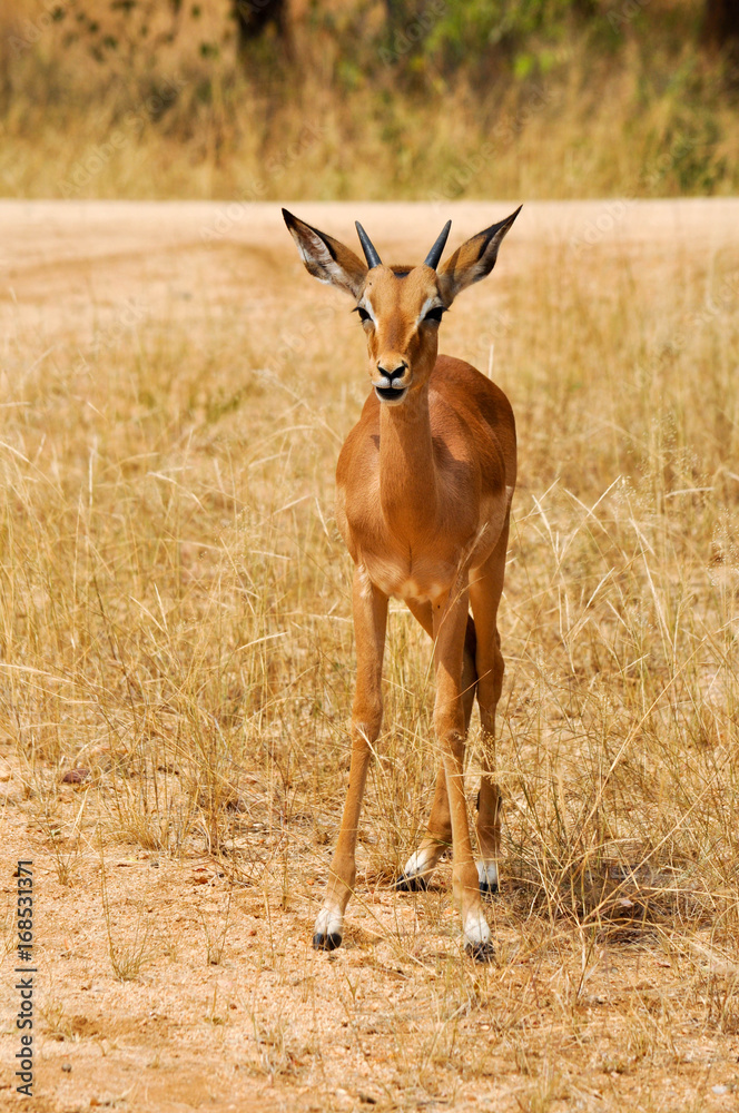 Naklejka premium impala