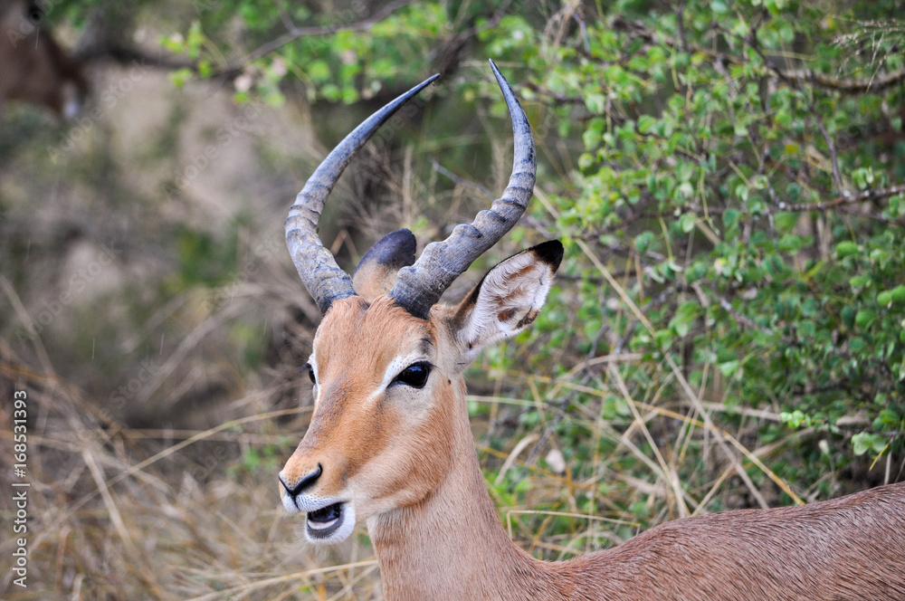 impala