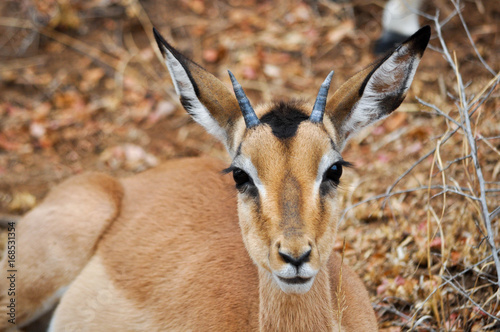 impala