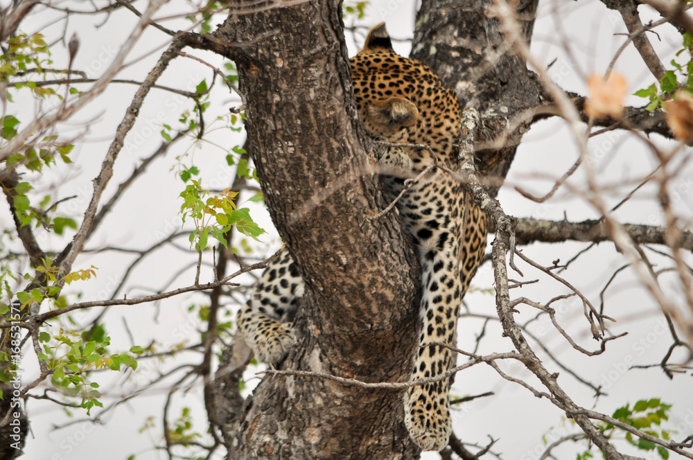 Leopard Leopard