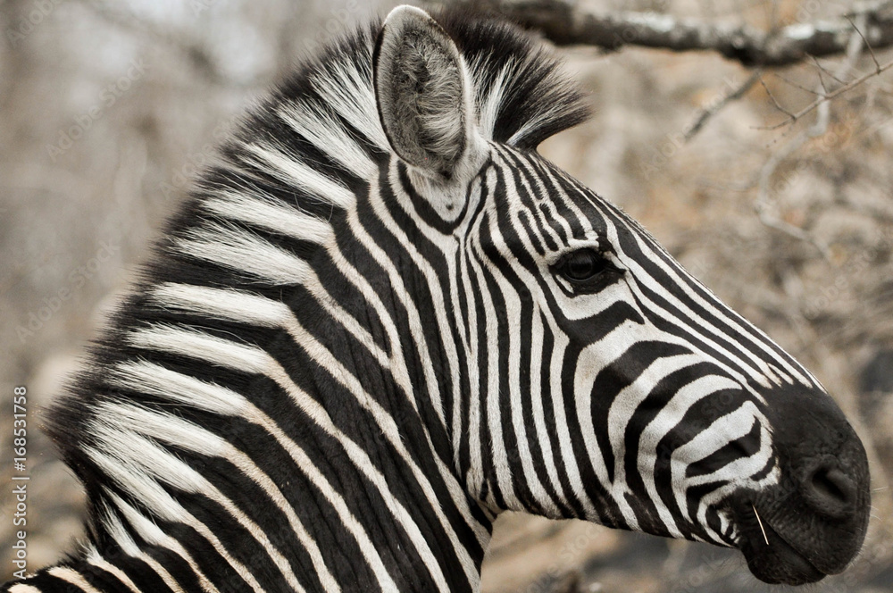 Zebra Zebra