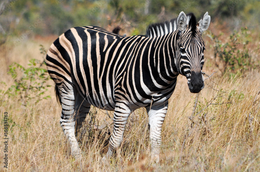Obraz premium Zebra