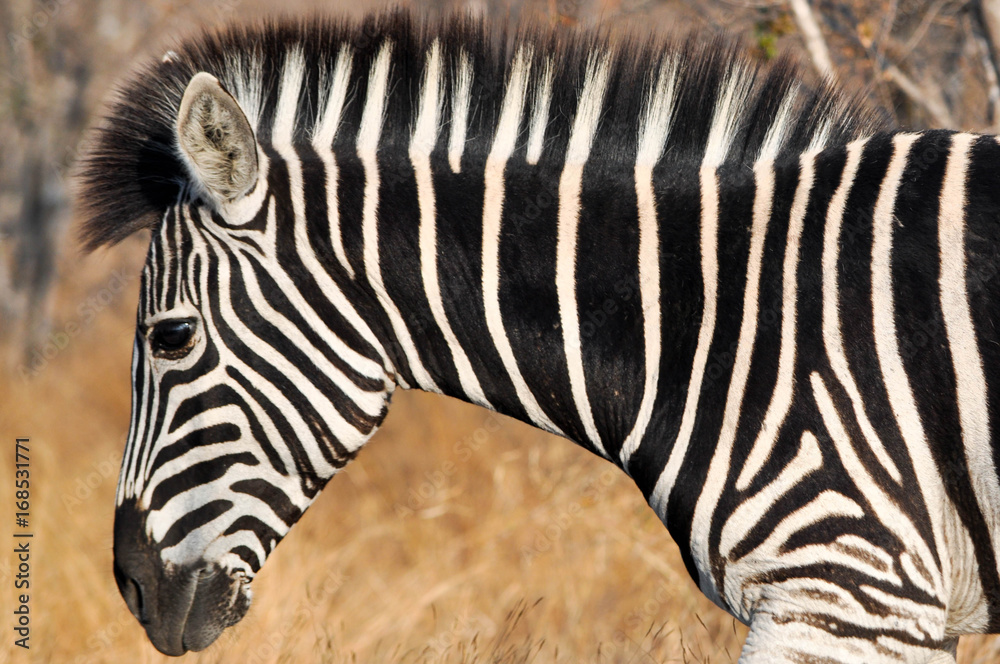 Zebra Zebra