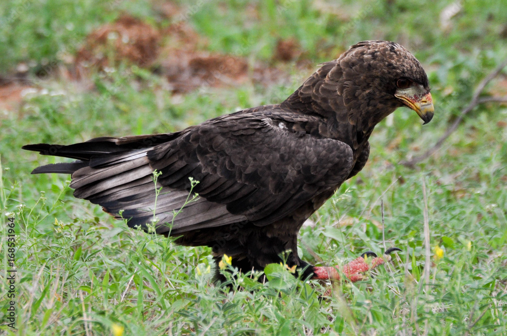 birds of africa birds of africa