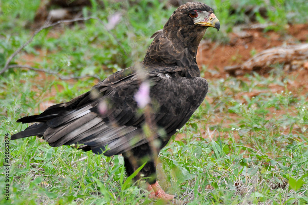 Fototapeta premium birds of africa