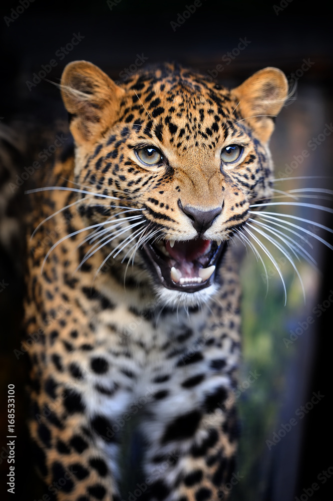Fototapeta premium Close angry leopard portrait