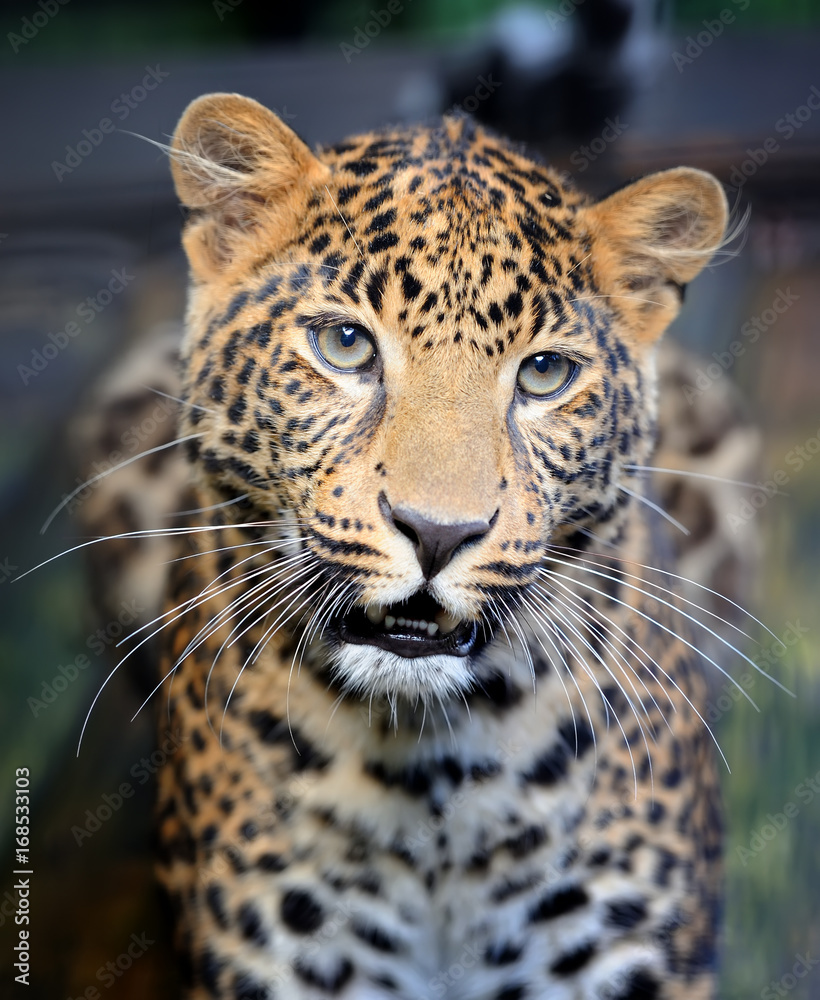 Close leopard portrait