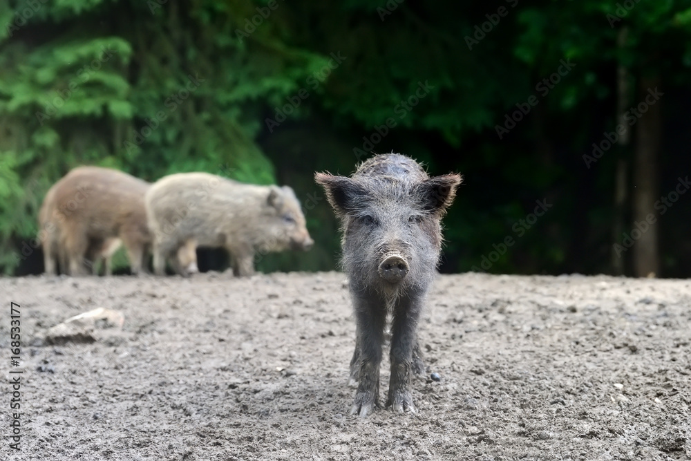 Young wild boar