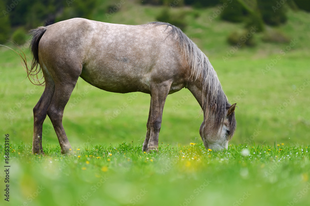 Fototapeta premium Horse on the pasture