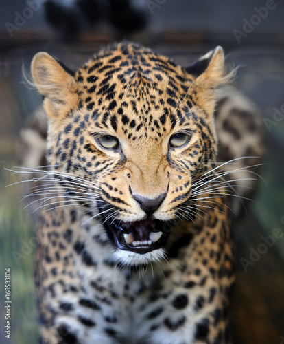Close angry leopard portrait