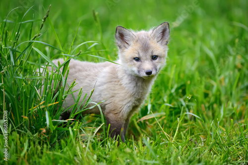 Fox cub in grass