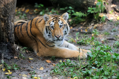 Siberian tiger in summer day