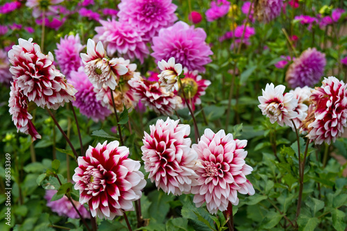 Fototapeta Naklejka Na Ścianę i Meble -  Dahlien mit rosa Blüten