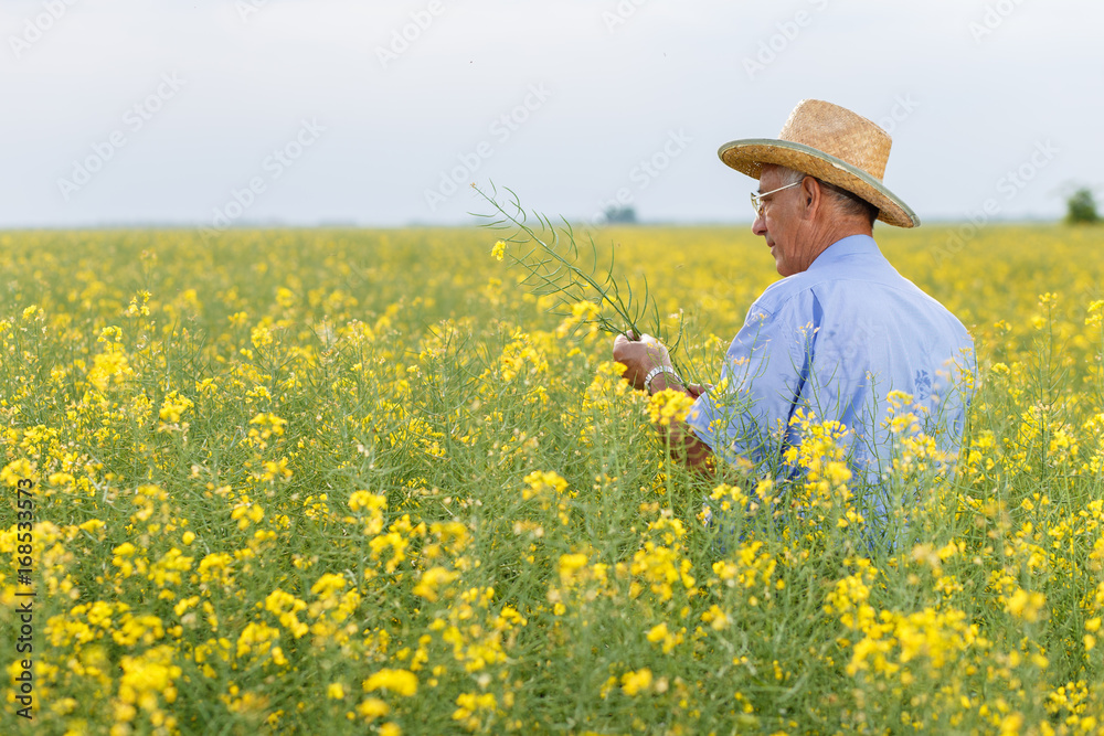 Senior farmer standing in a rapeseed field and examining crop.	