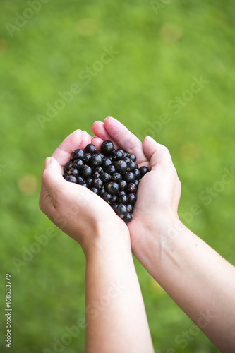 Caucasian woman holding a set of fresh and hand picked blackcurrant berries outdoors.