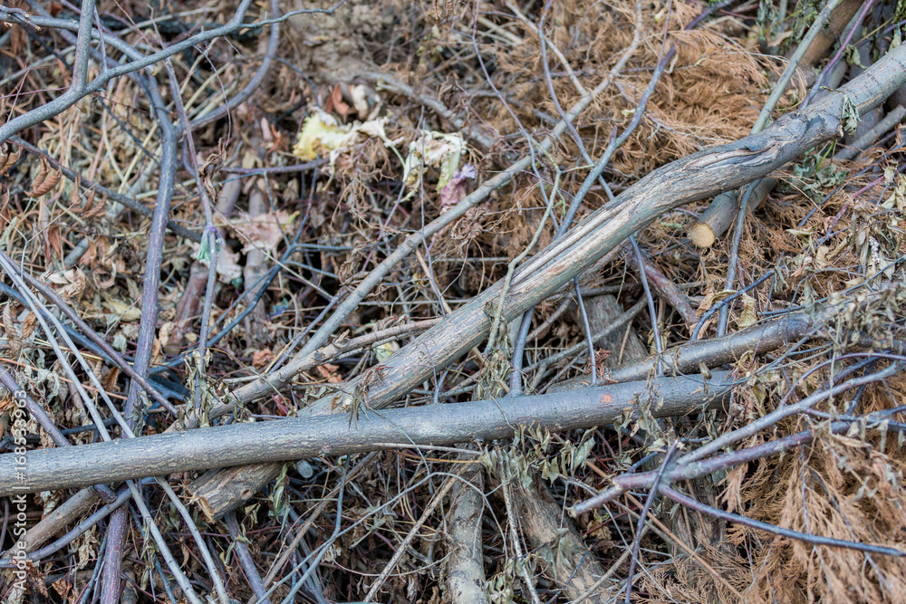 Sawed dry branches of deciduous and coniferous trees for the fire
