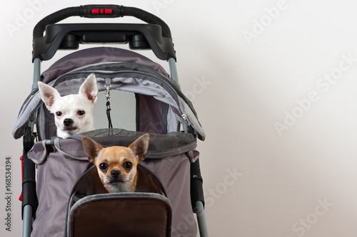 Cinnamon and white  Chihuahua are sitting in comfortable pet stroller photo