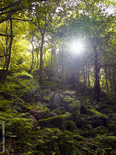 woodland in a valley with sunlight shining though the trees with rocks and boulders covered in ferns and moss taken in otley chevin in west yorkshire photo