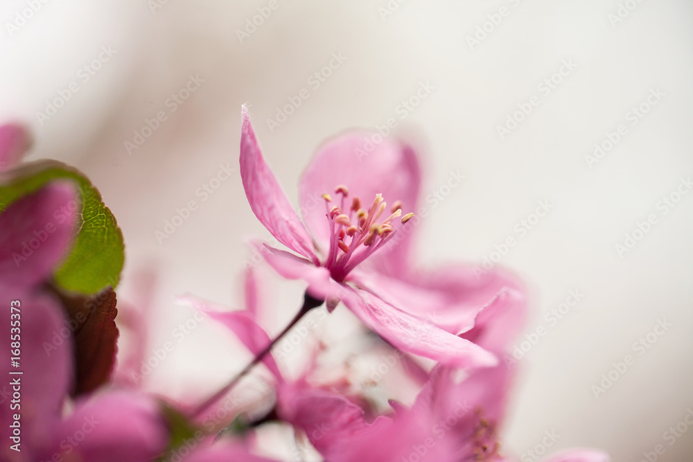 Fototapeta premium Close up of Dogwood Tree Bloom in Spring