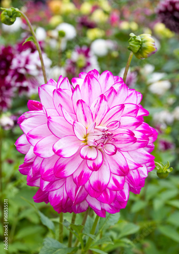 Fototapeta Naklejka Na Ścianę i Meble -   Nahaufnahme einer Dahlie mit pinkfarbenen Blüten