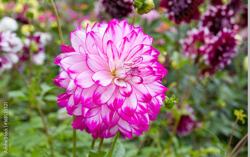 Fototapeta Naklejka Na Ścianę i Meble -   Nahaufnahme einer Dahlie mit pinkfarbenen Blüten