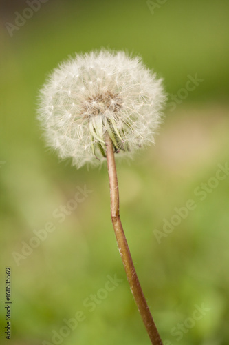 Dandelion Gone To Seed