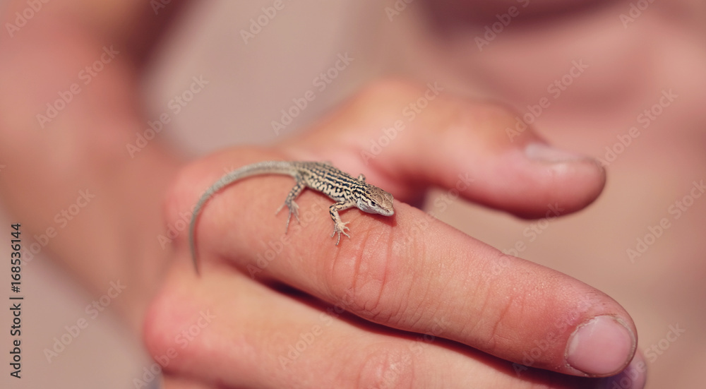 Obraz premium Lizard on the hand