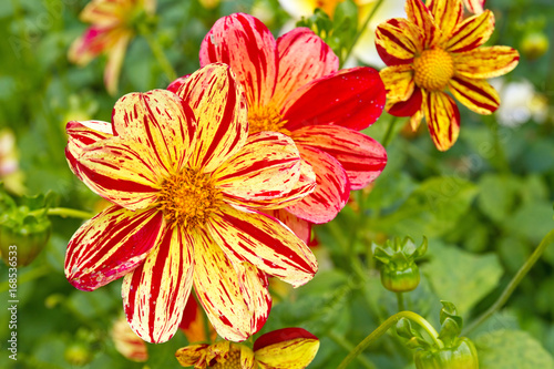 Fototapeta Naklejka Na Ścianę i Meble -  Nahaufnahme einer Dahlie mit gelben Blüten