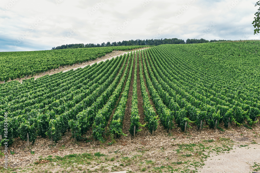Grapes grows in rows in the field