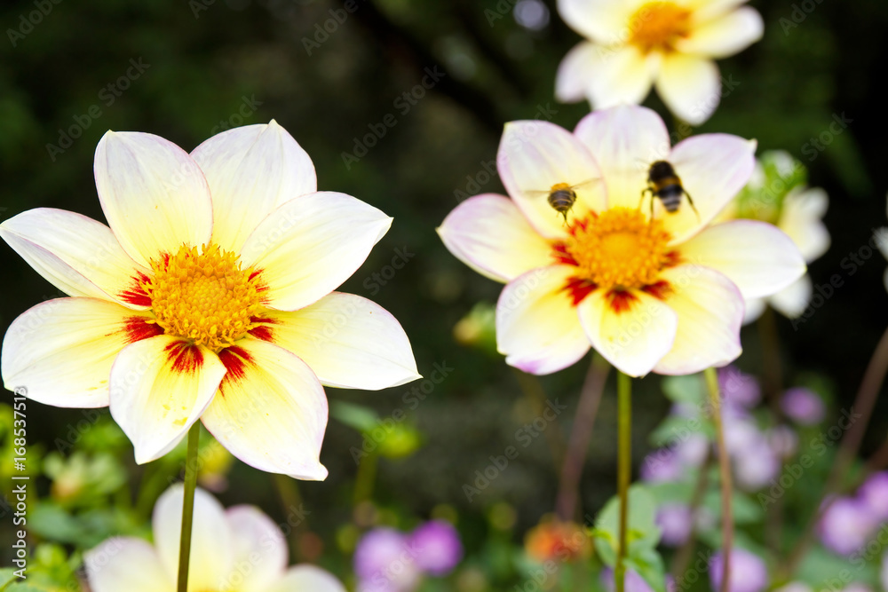 Gelbe Blüten einer Dahlie Gelbe Blüten einer Dahlie