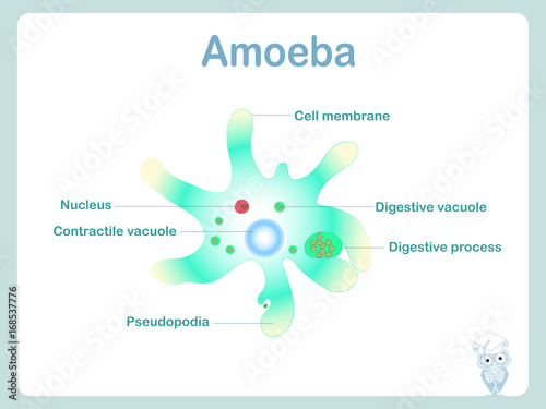 Amoeba scheme for school education stock vector illustration