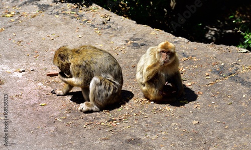 Gibraltar Barbary macaque family