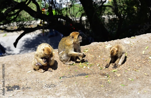 Gibraltar Barbary macaque family
