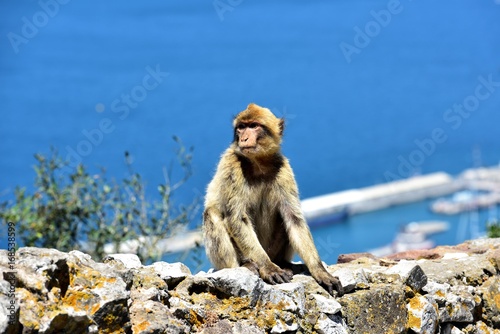 Gibraltar Barbary macaque