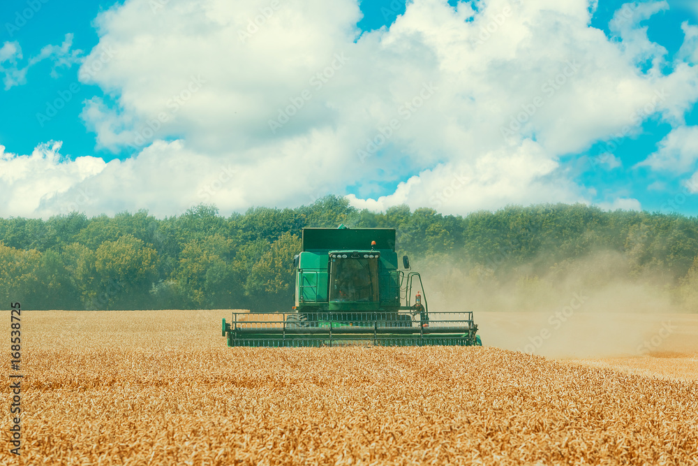 Obraz premium Photo of combine harvester that is harvesting crop. Beautiful background of a field with golden ripe ears of wheat and blue sky