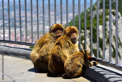 Gibraltar Barbary macaque