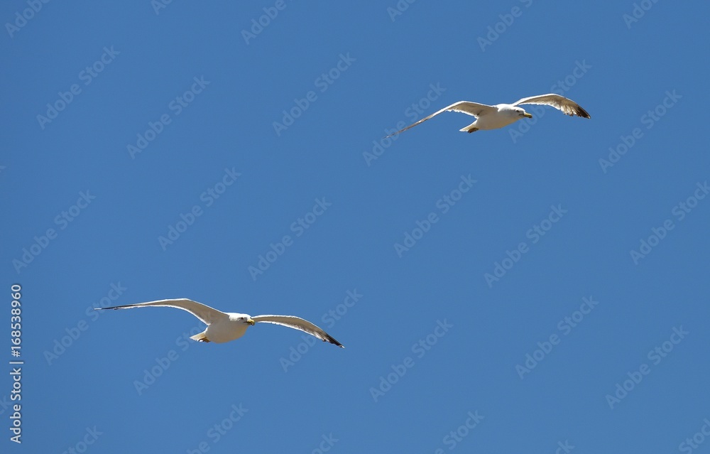 Fototapeta premium European herring gull