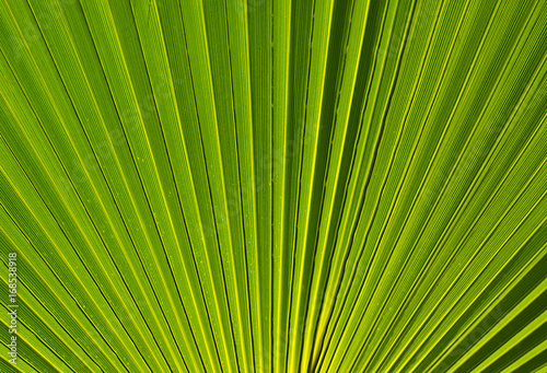 Tropical green leaf texture as a background for design or wallpaper.Palm tree leaf close up.Green palm leaves.Natural background.Selective focus.